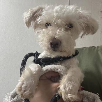 Patata -  Poodle Dog for Adoption in Newark, New Jersey - Patata | PetCurious