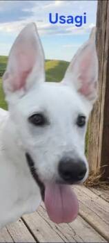 Rescue Shepherd Dogs for Adoption in Minneapolis, Minnesota - Usagi | PetCurious