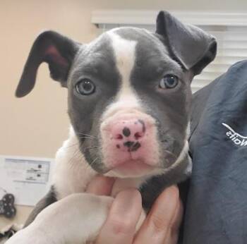 Kandy -  Pit Bull Terrier and Mixed Breed Dog for Adoption in Kansas City, Missouri - Kandy | PetCurious