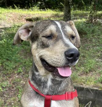 Thunder Twinkle -  Bulldog and Hound Dog for Adoption in Andover, Massachusetts - Thunder Twinkle | PetCurious