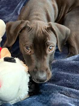 Mixed Breed Dogs Available for Adoption in Lindenhurst, New York - Polyester | PetCurious