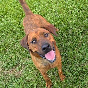 Meka -  Bloodhound Dog for Adoption in Angleton, Texas - Meka | PetCurious