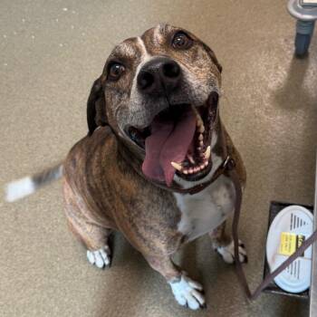 Cobalt -  Plott Hound and Beagle Dog for Adoption in Council Bluffs, Iowa - Cobalt | PetCurious