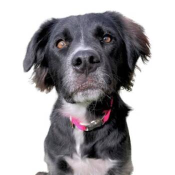 Rescue Border Collie and Mixed Breed Dogs for Adoption - Sun Bear | PetCurious