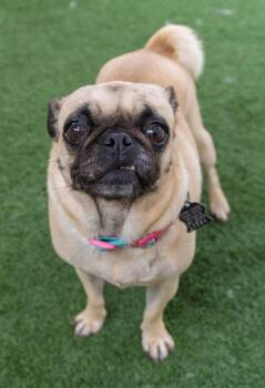 Nana Newt -  Pug Dog for Adoption in Encinitas, California - Nana Newt | PetCurious