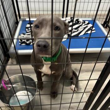 Cinder -  Pit Bull Terrier Dog for Adoption in St. Louis, Missouri - Cinder | PetCurious