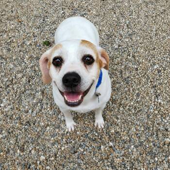 Ella -  Pit Bull Terrier and Beagle Dog for Adoption in Middlebury, Connecticut - Ella | PetCurious