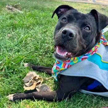 Cinderella -  American Staffordshire Terrier Dog for Adoption in East Peoria, Illinois - Cinderella | PetCurious