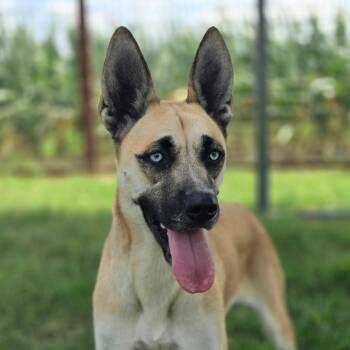 Jill FJ -  Boxer and Husky Dog for Adoption in Austin, Texas - Jill FJ | PetCurious