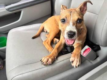 Rose -  Pit Bull Terrier Dog for Adoption in Salisbury, Maryland - Rose | PetCurious