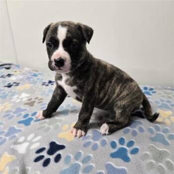 Bootsie A220603 -  Siberian Husky and Pit Bull Terrier Dog for Adoption in Plano, Texas - Bootsie A220603 | PetCurious