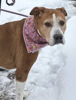Mixed Breed Dogs Available for Adoption - Sheba Aka Grandma | PetCurious