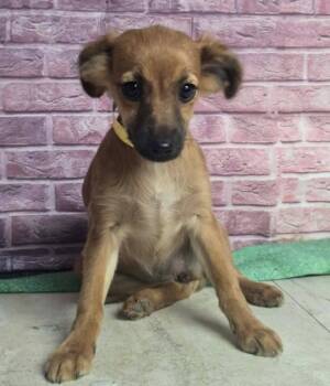 Cornwell -  Chihuahua and Terrier Dog for Adoption in Sedalia, Colorado - Cornwell | PetCurious