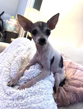 Chihuahua Dogs Available for Adoption in Ontario, New York - Ruthie  | PetCurious