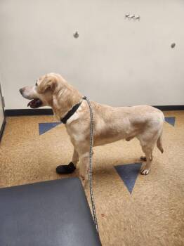 Yellow Labrador Retriever Dogs Available for Adoption - Max | PetCurious