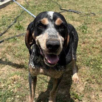 Bluetick Coonhound Dogs Available for Adoption in Columbia, South Carolina - Boone | PetCurious