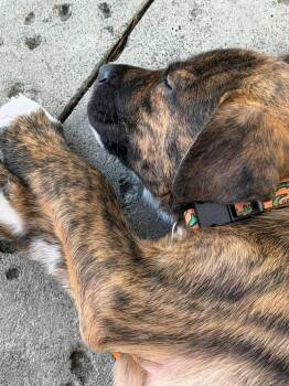 Hickory -  Mixed Breed Dog for Adoption in Mount Pleasant, South Carolina - Hickory | PetCurious
