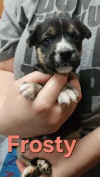 Frosty -  Husky and Pit Bull Terrier Dog for Adoption in West Peoria, Illinois - Frosty | PetCurious