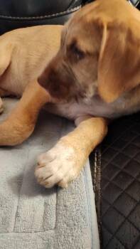 Rescue Boxer and Labradoodle Dogs for Adoption in Marion, North Carolina - HoneyBun (Community Assist) | PetCurious