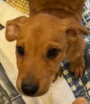Dixie -  Black Mouth Cur Dog for Adoption in Elizabethton, Tennessee - Dixie | PetCurious