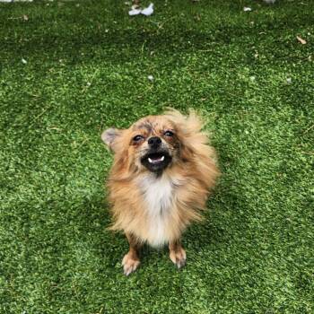 Pumpkin Patch -  Chihuahua and Mixed Breed Dog Available for Adoption in Bedford, New Hampshire - Pumpkin Patch | PetCurious