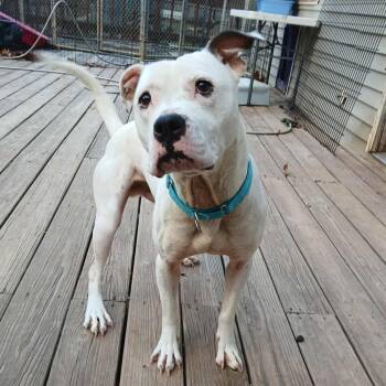 Rescue American Bully Dogs for Adoption in Saugerties, New York - Clarke | PetCurious