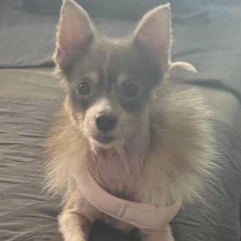 Sabrina -  Pomeranian and Chihuahua Dog for Adoption in Kokomo, Indiana - Sabrina | PetCurious
