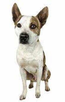 Rescue Staffordshire Bull Terrier Dogs for Adoption in Las Vegas, Nevada - Boonk | PetCurious