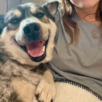 Puck -  Australian Cattle Dog Blue Heeler Dog for Adoption in Buffalo, Minnesota - Puck | PetCurious