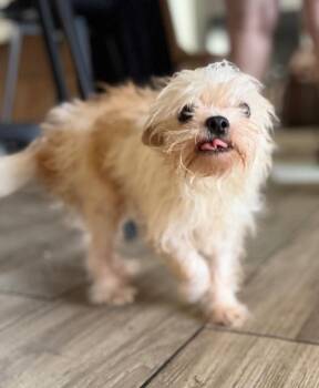 Ursula -  Chihuahua and Mixed Breed Dog for Adoption in Hortense, Georgia - Ursula | PetCurious