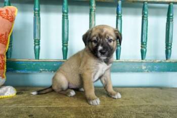 Swimsuit -  Fox Terrier and Anatolian Shepherd Dog for Adoption in San Antonio, Texas - Swimsuit | PetCurious