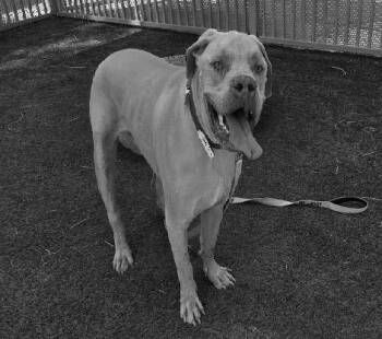 Rescue Mastiff Dogs for Adoption in Las Vegas, Nevada - BANDIT | PetCurious