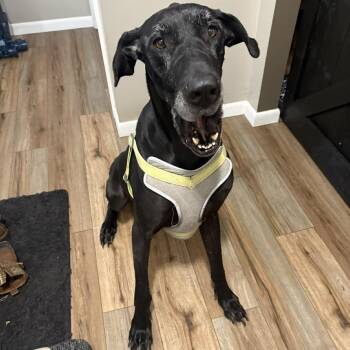 Great Dane Dogs Available for Adoption - Salem | PetCurious