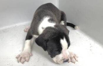 Pit Bull Terrier and Mixed Breed Dogs Available for Adoption in Houston, Texas - BLUE | PetCurious