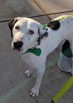 Rescue Labrador Retriever and Great Dane Dogs for Adoption in Plainfield, Illinois - Bubbles | PetCurious