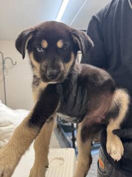 Temple -  Shepherd and Mixed Breed Dog for Adoption in Calgary, Alberta - Temple | PetCurious