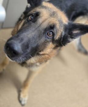 Rescue German Shepherd Dog Dogs for Adoption in Apple Valley, California - Lou | PetCurious