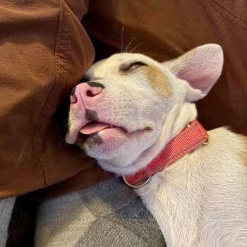 Rumi -  Pit Bull Terrier and Mixed Breed Dog for Adoption in Alma, Wisconsin - Rumi | PetCurious