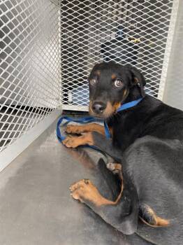 Rescue Rottweiler Dogs for Adoption in Thousand Oaks, California - Zoey -- URGENT!!! | PetCurious