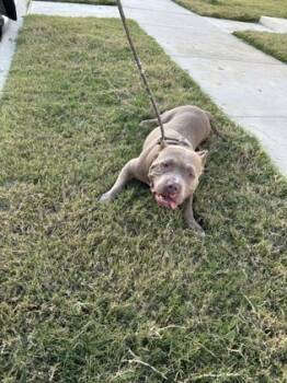 Rescue Pit Bull Terrier and Mixed Breed Dogs for Adoption in Fort Worth, Texas - 59839640 | PetCurious