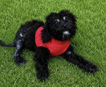 Amaya 0166 -  Poodle Dog for Adoption in Waldorf, Maryland - Amaya 0166 | PetCurious