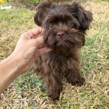 Piper Ann -  Shih Tzu Dog for Adoption in Harlingen, Texas - Piper Ann | PetCurious