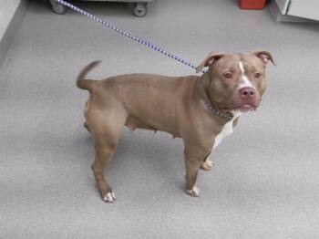Staffordshire Bull Terrier and Mixed Breed Dogs Available for Adoption in Omaha, Nebraska - KARMA | PetCurious