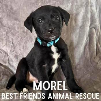 Golden Retriever and Labrador Retriever Dogs Available for Adoption in Wasilla, Alaska - Morel | PetCurious