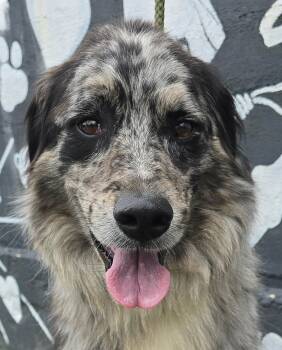 Brodie -  Australian Shepherd Dog for Adoption in Newport, Tennessee - Brodie | PetCurious