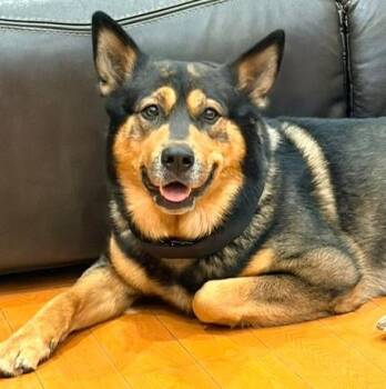 Shepherd Dogs Available for Adoption in Mississauga, Ontario - Honey | PetCurious