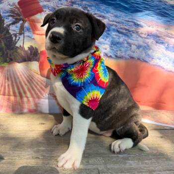 Dakota -  Australian Cattle Dog Blue Heeler and Labrador Retriever Dog for Adoption in Aledo, Texas - Dakota | PetCurious