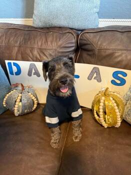 Dallas -  Miniature Schnauzer Dog for Adoption in Newberg, Oregon - Dallas | PetCurious