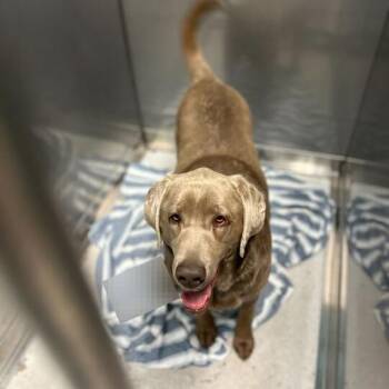 Mixed Breed Dogs Available for Adoption in Davenport, Iowa - Chop Suey! | PetCurious