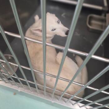 Mixed Breed Dogs Available for Adoption - Snow White | PetCurious